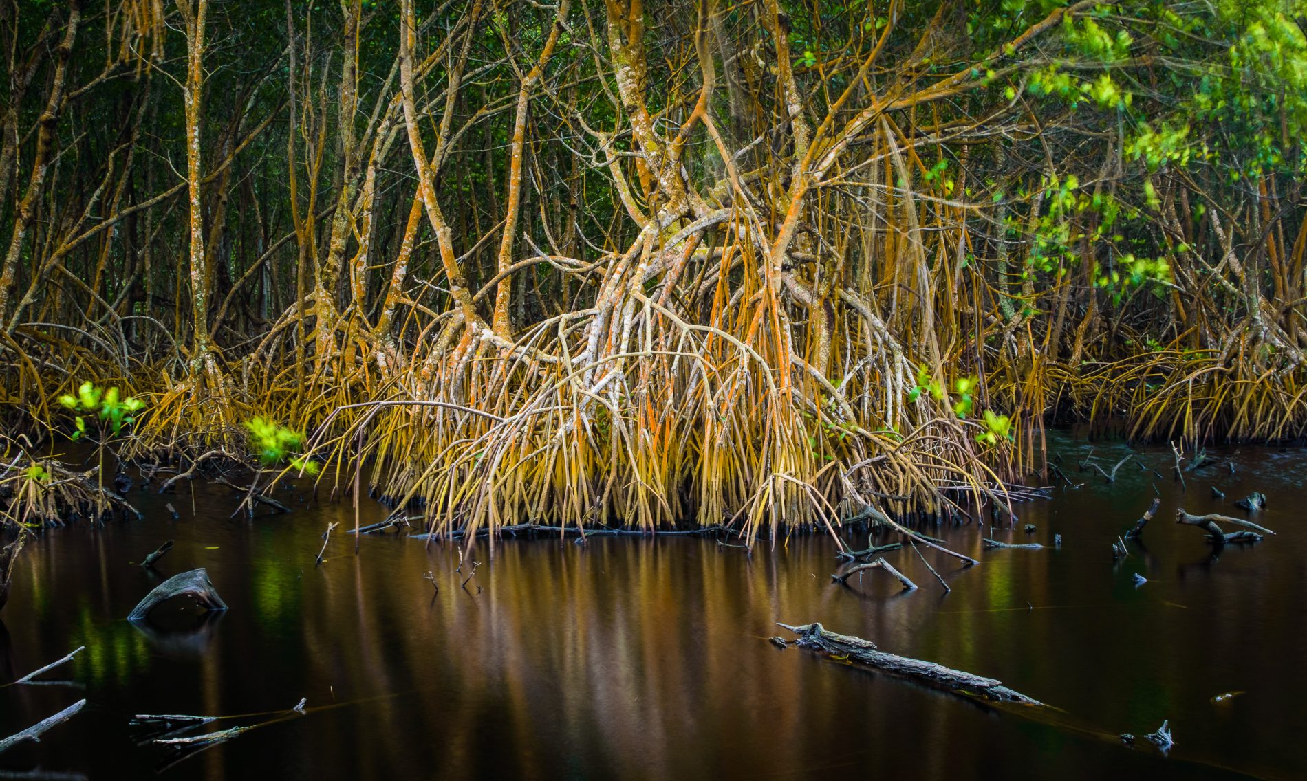 Manglar contaminado con petróleo en Paraíso, Tabasco.