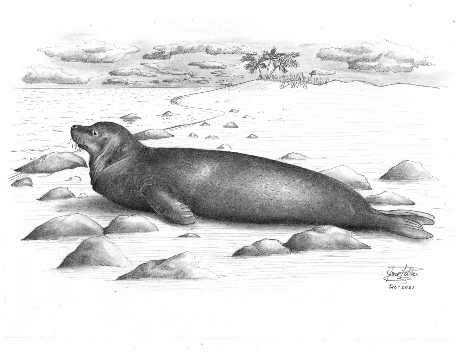 El año en que Tabasco exportó pieles de foca