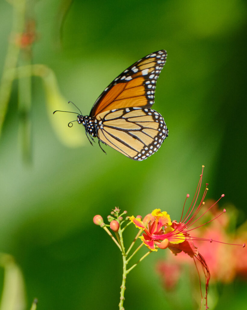 Mariposa monarca en Villahermosa.
