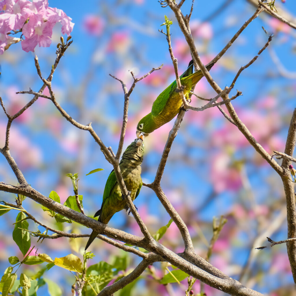 Dos periquitos pecho sucio besándose en un árbol de macuilí.