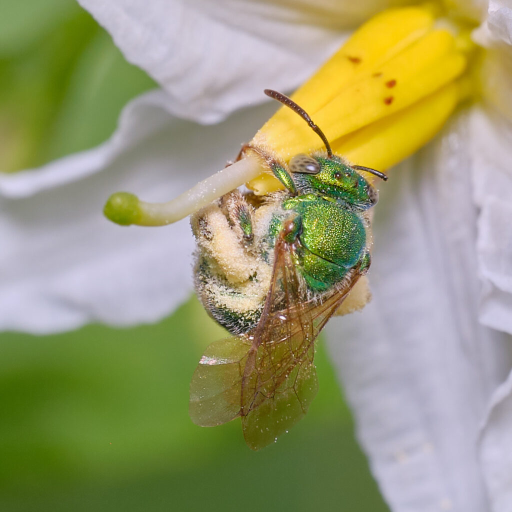 Abeja nativa polinizando una flor.