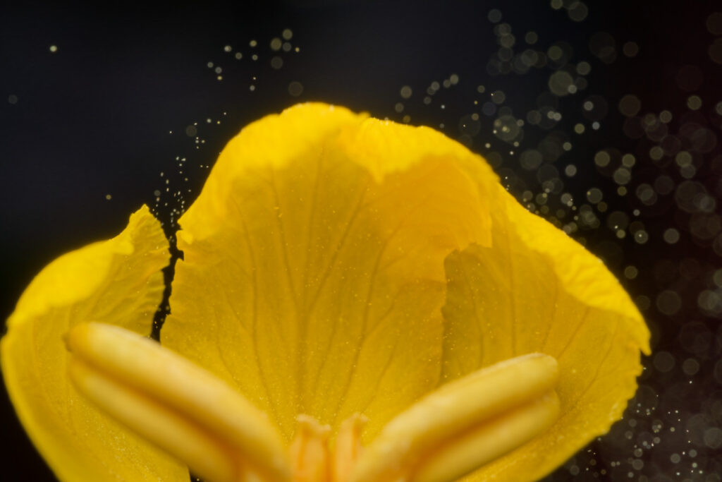Flor de Senna alata liberando polen. 